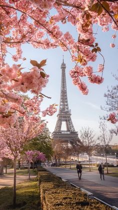 the eiffel tower is surrounded by cherry blossom in paris, france on a sunny day