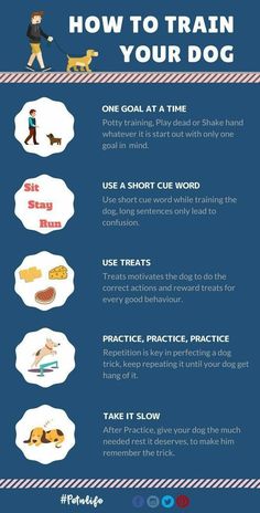 the ultimate guide to train your dog info sheet for dogs, cats and other pets