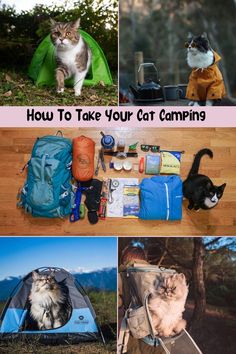 there are many different pictures with cats in the same photo and one has a backpack on it