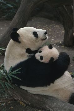 two black and white panda bears playing with each other