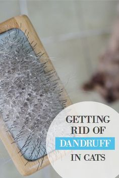 a close up of a brush with the words getting rid of dandruft in cats