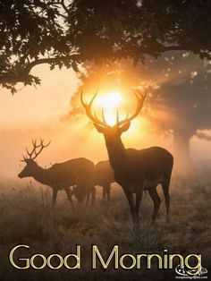 two deers are standing in the grass with the sun shining behind them and text good morning