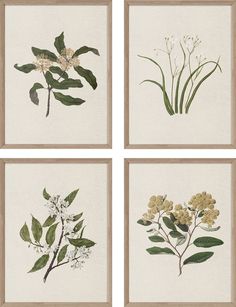 four framed pictures with different types of flowers and leaves on them, each one in brown frame