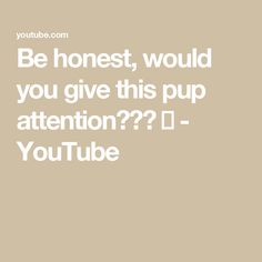 Be honest, would you give this pup attention??? 🥹 - YouTube Be Honest, Chihuahua