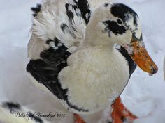 a duck with black and white feathers standing in the snow