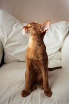 a small brown cat sitting on top of a white couch