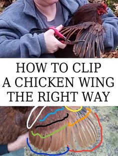 a young boy holding a bird with the words how to clip a chicken wing the right way