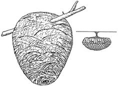 a drawing of a fruit hanging from a tree branch next to an apple and another piece of fruit on a string