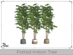 three potted trees are shown with the text, potted indoor tree on it