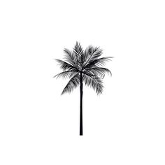 a black and white photo of a palm tree