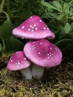 three pink mushrooms sitting in the grass