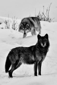 two wolfs standing in the snow with one looking at the camera and another saying, she