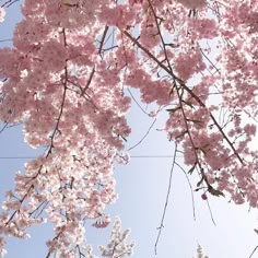 pink flowers are blooming on the branches of trees in front of a blue sky