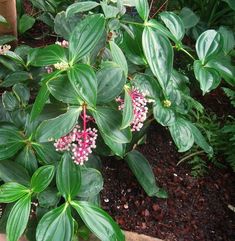 some green leaves and pink flowers in a garden