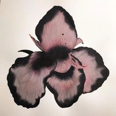 a pink and black flower on a white background