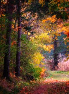 a path in the woods with lots of trees and leaves all around it on an autumn day