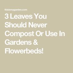 the words 3 leaves you should never compost or use in gardens and flowers