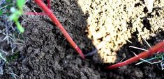 some red carrots growing out of the ground