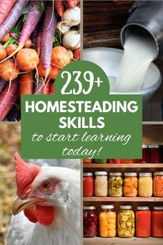 Four pictures- upper right pic is a pile of colorful root vegetables like purple carrots, radishes, and onions. Upper right is fresh milk being poured from a can into a bowl, bottom left is a white chicken with a red crest, and the bottom right is shelves filled with home canned food. Homestead Skills, Self Sufficient Living, Self Sufficient Homestead