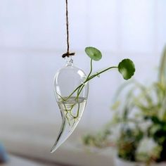 a plant hanging from a rope with water in it