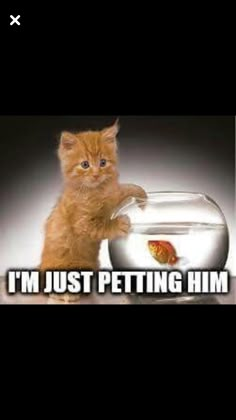 an orange cat standing in front of a fish bowl with the caption i'm just petting him