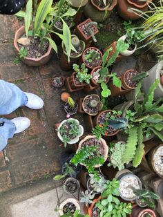 several potted plants on the ground with one person's feet in the middle