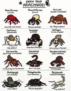 3d Pokemon, Survival Skills Life Hacks, Cool Bugs, Arachnids, Animal Facts, Bugs And Insects, Creature Concept Art, Zoology, Animal Planet