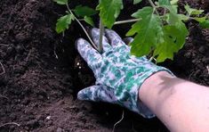 a person's hand wearing gardening gloves is in the dirt next to a plant