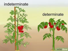 an image of tomatoes growing in the ground and on trees with roots labeled under them