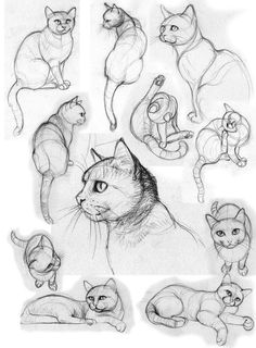 several different types of cats are shown in this drawing technique, including one cat and the other