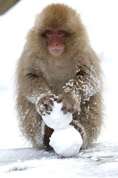 a monkey is playing with a snowball in the snow