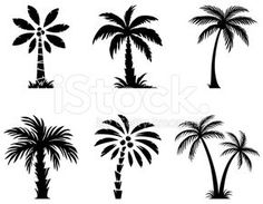 palm trees silhouettes on white background royalty