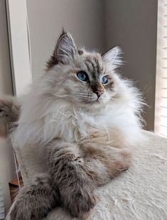 a fluffy cat sitting on top of a bed