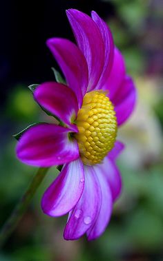 purple and yellow flower with water droplets on it