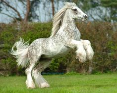 a white horse standing on its hind legs in the grass