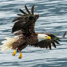 an eagle flying over the water with it's wings spread out and talons extended