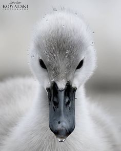 a close up of a duck with water droplets on it's face