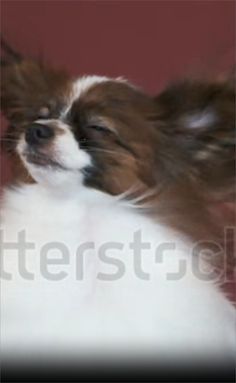 a brown and white dog with it's hair blowing in the wind on a red background