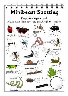 a poster with pictures of bugs and other insects on it's back side, which includes