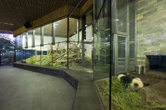 a panda bear is sitting in the grass near a building with glass walls and windows