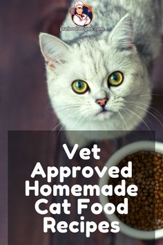 a cat sitting on top of a wooden table next to a bowl of food with the caption vet approved homemade cat food recipes