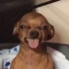 a brown dog sitting on top of a bed