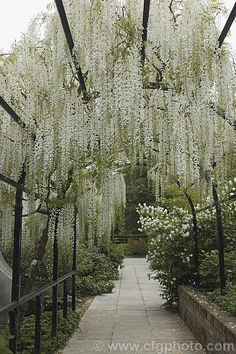 the walkway is lined with white flowers and trees