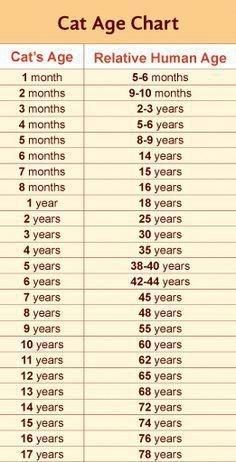 the cat age chart is shown in this image