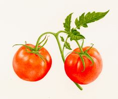 two tomatoes with green leaves on the stems