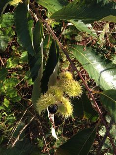 the fruit is growing on the tree in the sunlit forest, and it looks like they are ready to be picked