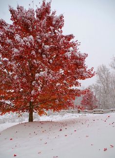 a red tree in the middle of a snow covered field with lots of leaves on it