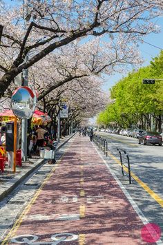 a street lined with cherry blossom trees and people sitting at tables on the side of the road