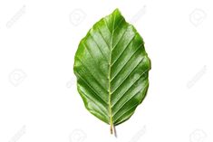 a single green leaf on a white background stock photo - 957982