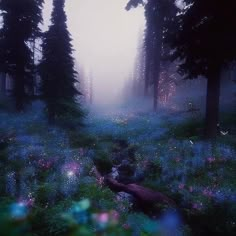 a forest filled with lots of tall trees and bluebells in the foreground